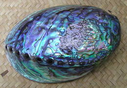 PAUA SHELL